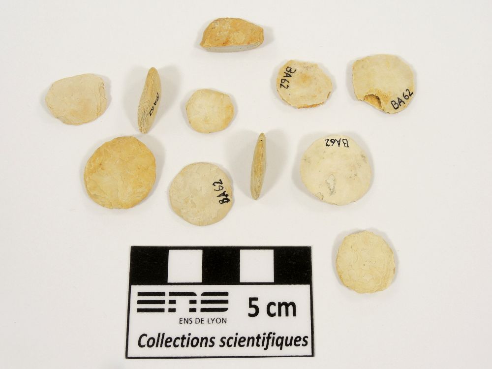 Nummulites aturicus Nummulites aturicus Bassin aquitain Montfort-en-Chalosse Ravin de Bédat